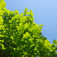 Maple tree in Thomson Memorial Park